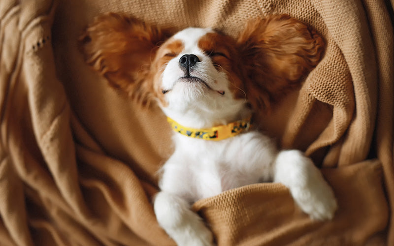 Everyday Pet Care Accessories You Didn’t Know You Needed